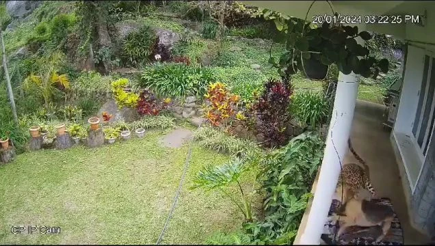 Leopard Tried To Steal A Dog From The Terrace Of A House