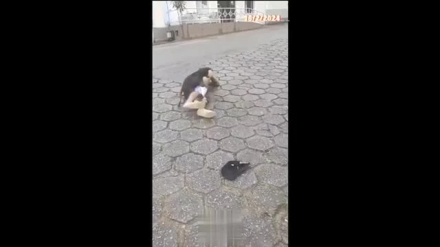 Drunk Dude Gets Fucked By Dog