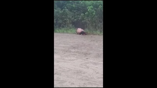 The Corpse Of A Man With A Crushed Head Was Found On The Road. Ecuador