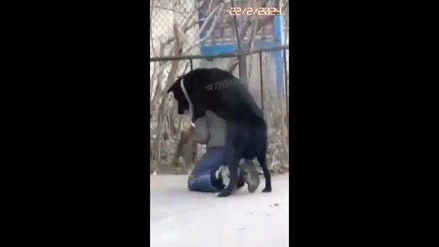Russians Fuck Khokhls, Dogs Fuck Khokhls Too. Everybody Fucks Khokhls
