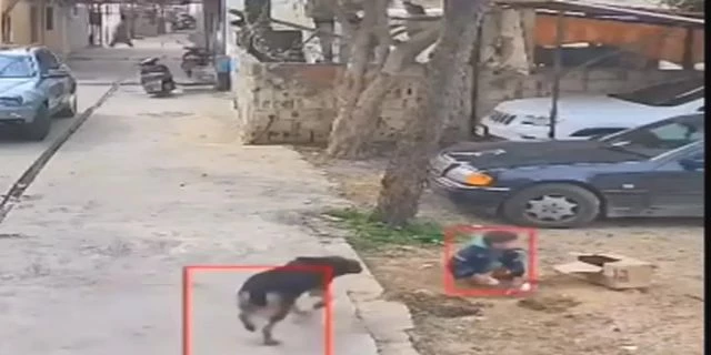 C.W. Stray Dog Attacked A Child