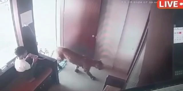 Boy Keeps His Composure And Smoothly Locks The Leopard In The Room