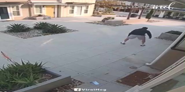 Dude Saves Cat From Pit Bull