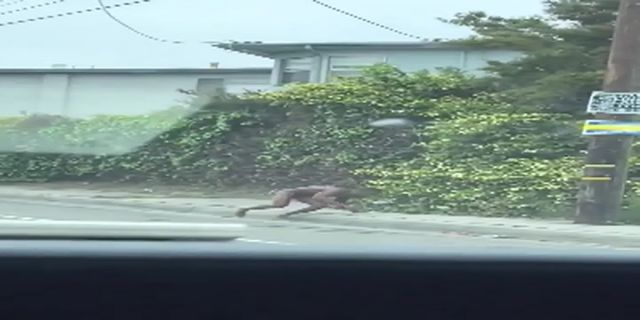 A Naked Man Runs Through Traffic