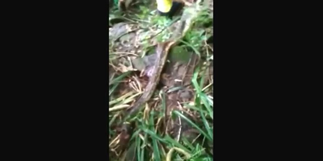 A Huge Python Devoured A Woman Mother Of 4 Children. Indonesia