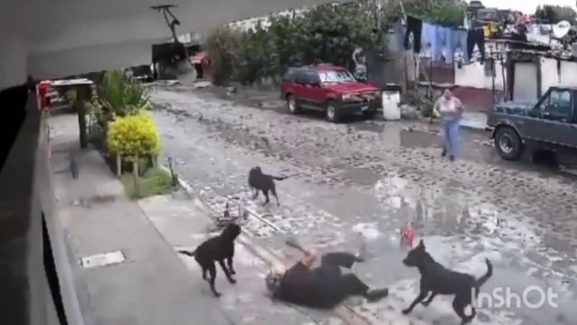 Dogs Attacked An Elderly Woman
