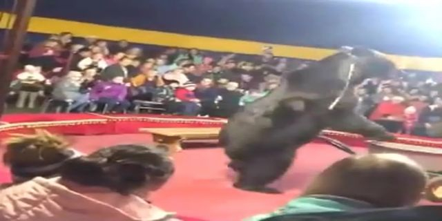 A Bear Attacked A Trainer During A Performance. USA