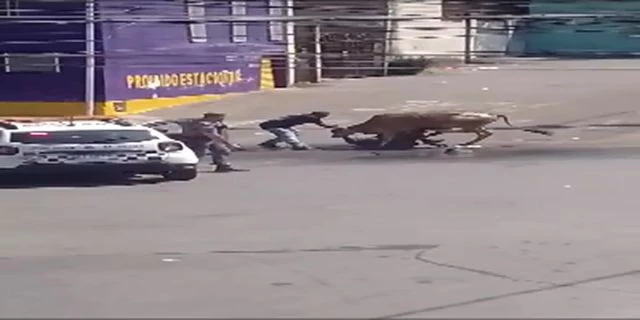 The Bull Attacked An Elderly Man And A Policeman And Was Shot For It