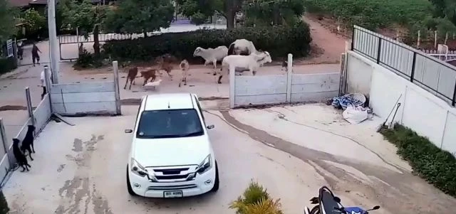 Enraged Cow Attacks Motorcycle Rider Outside Home