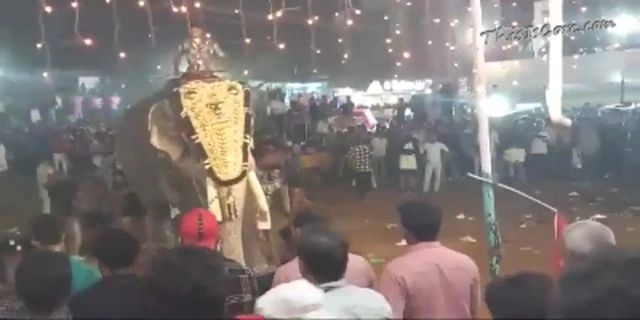 At Least 17 Injured After Elephant Runs Amok At Festival In Malappuram